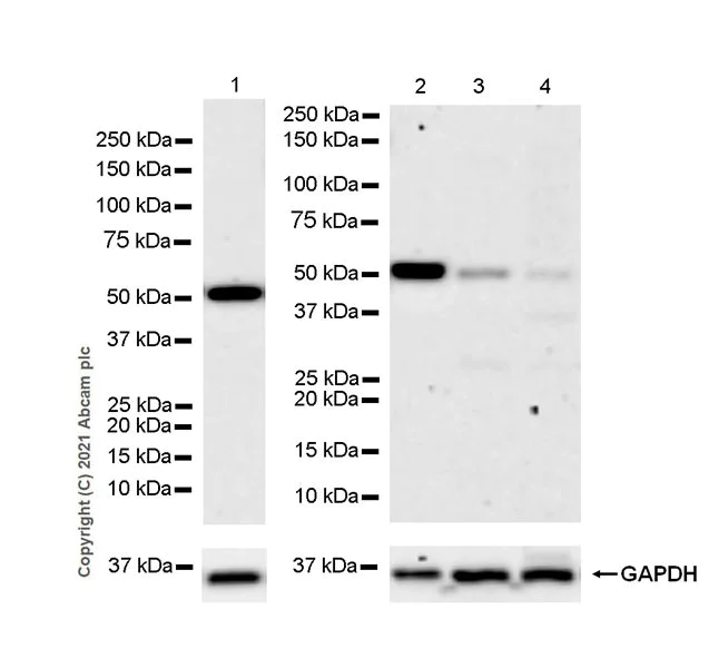 Western blot - Anti-Nicotinic Acetylcholine Receptor alpha 5/CHRNA5 antibody [EPR24135-98] - BSA and Azide free (AB280367)