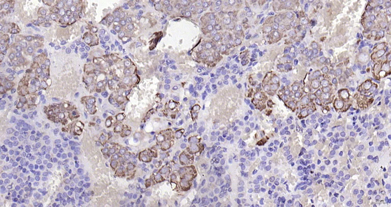 Immunohistochemistry (Formalin/PFA-fixed paraffin-embedded sections) - Anti-Nicotinic Acetylcholine Receptor alpha 7 antibody (AB216485)