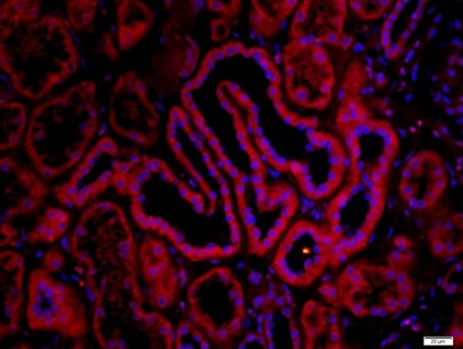 Immunohistochemistry (Formalin/PFA-fixed paraffin-embedded sections) - Anti-Nicotinic Acetylcholine Receptor alpha 7 antibody (AB216485)