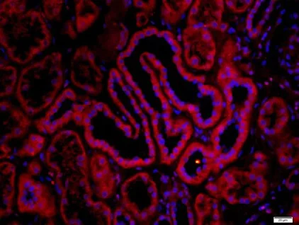Immunohistochemistry (Formalin/PFA-fixed paraffin-embedded sections) - Anti-Nicotinic Acetylcholine Receptor alpha 7 antibody (AB216485)