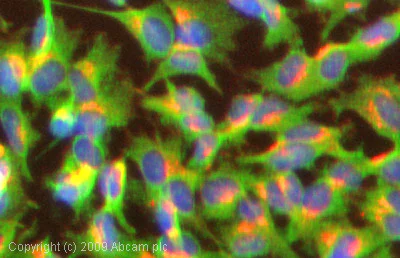 Immunocytochemistry/ Immunofluorescence - Anti-Nicotinic Acetylcholine Receptor beta 2/CHRNB2 antibody (AB41174)