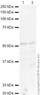 Western blot - Anti-Nicotinic Acetylcholine Receptor beta 2/CHRNB2 antibody (AB41174)