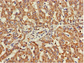 Immunohistochemistry (Formalin/PFA-fixed paraffin-embedded sections) - Anti-Nicotinic Acetylcholine Receptor beta/CHRNB1 antibody (AB236959)