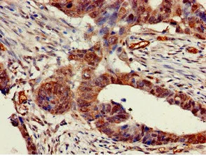 Immunohistochemistry (Formalin/PFA-fixed paraffin-embedded sections) - Anti-Nicotinic Acetylcholine Receptor beta/CHRNB1 antibody (AB236959)