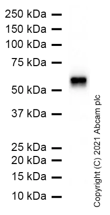 Western blot - Anti-Nicotinic Acetylcholine Receptor beta/CHRNB1 antibody [EP2067Y] - BSA and Azide free (AB284747)