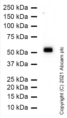 Western blot - Anti-Nicotinic Acetylcholine Receptor beta/CHRNB1 antibody [EP2067Y] - BSA and Azide free (AB284747)