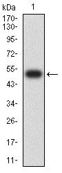 Western blot - Anti-Nicotinic Acetylcholine Receptor epsilon/CHRNE antibody [4E10F6] (AB233831)