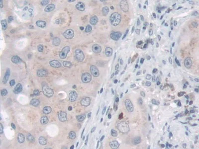 Immunohistochemistry (Formalin/PFA-fixed paraffin-embedded sections) - Anti-Nidogen 2/NID-2 antibody (AB232883)