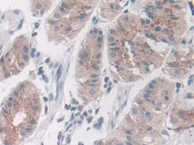 Immunohistochemistry (Formalin/PFA-fixed paraffin-embedded sections) - Anti-Nidogen 2/NID-2 antibody (AB232883)
