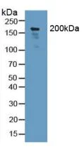 Western blot - Anti-Nidogen 2/NID-2 antibody (AB232883)