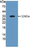 Western blot - Anti-Nidogen 2/NID-2 antibody (AB232883)