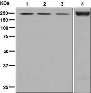 Western blot - Anti-Nidogen 2/NID-2 antibody [EPR8697] (AB131279)