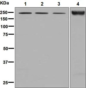 Western blot - Anti-Nidogen 2/NID-2 antibody [EPR8697] (AB131279)