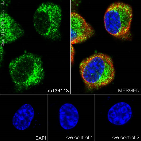 Immunocytochemistry/ Immunofluorescence - Anti-Niemann Pick C1 antibody [EPR5209] - BSA and Azide free (AB224268), expandable thumbnail