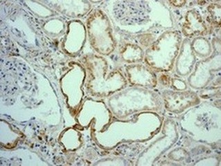 Immunohistochemistry (Formalin/PFA-fixed paraffin-embedded sections) - Anti-Niemann Pick C1 antibody [EPR5209] - BSA and Azide free (ab224268), expandable thumbnail