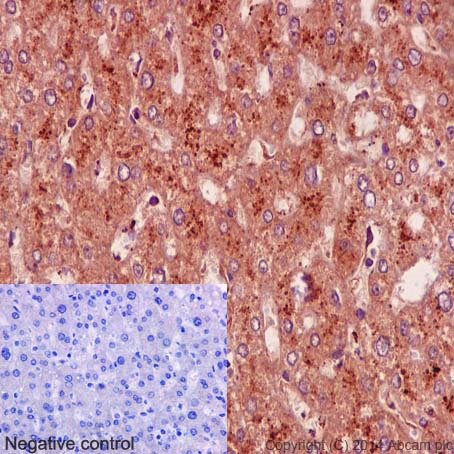 Immunohistochemistry (Formalin/PFA-fixed paraffin-embedded sections) - Anti-Niemann Pick C1 antibody [EPR5209] - BSA and Azide free (AB224268), expandable thumbnail