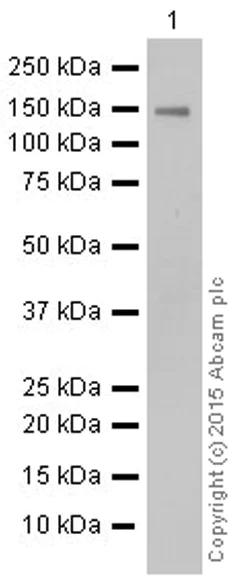 Western blot - Anti-Niemann Pick C1 Like 1/NPC1L1 antibody [EPR5717] (AB124801)