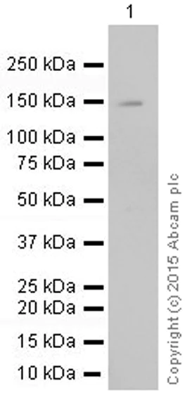 Western blot - Anti-Niemann Pick C1 Like 1/NPC1L1 antibody [EPR5717] (AB124801)