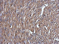 Immunohistochemistry (Formalin/PFA-fixed paraffin-embedded sections) - Anti-Niemann Pick C2 antibody (AB126190), expandable thumbnail
