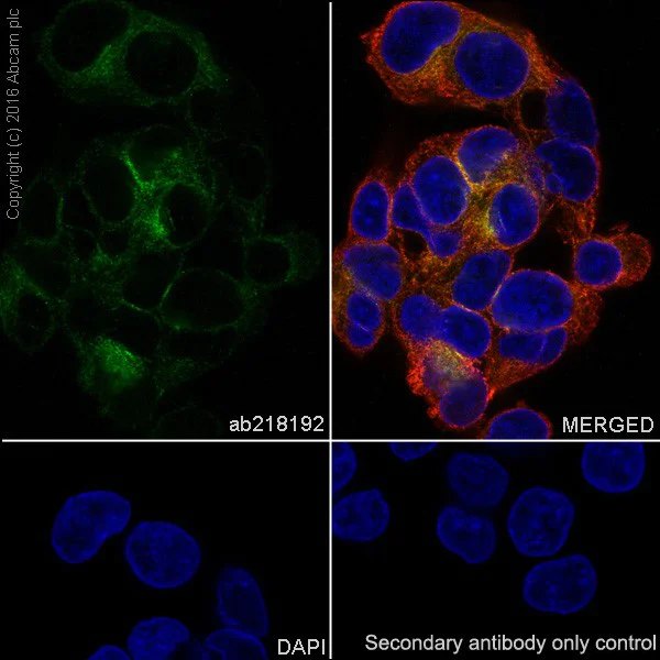 Immunocytochemistry/ Immunofluorescence - Anti-Niemann Pick C2 antibody [EPR19993-145-1] - BSA and Azide free (AB251560)