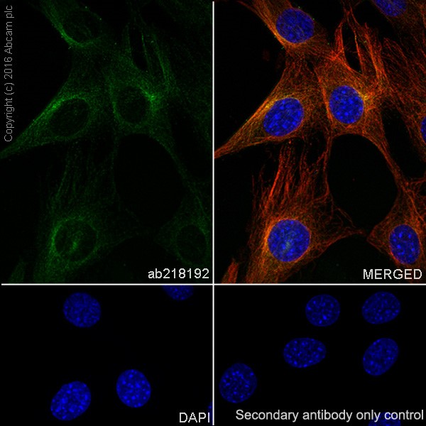 Immunocytochemistry/ Immunofluorescence - Anti-Niemann Pick C2 antibody [EPR19993-145-1] - BSA and Azide free (AB251560), expandable thumbnail
