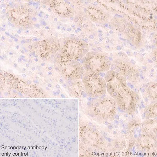Immunohistochemistry (Formalin/PFA-fixed paraffin-embedded sections) - Anti-Niemann Pick C2 antibody [EPR19993-145-1] - BSA and Azide free (AB251560)