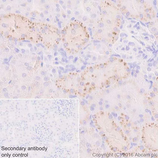 Immunohistochemistry (Formalin/PFA-fixed paraffin-embedded sections) - Anti-Niemann Pick C2 antibody [EPR19993-145-1] - BSA and Azide free (AB251560)