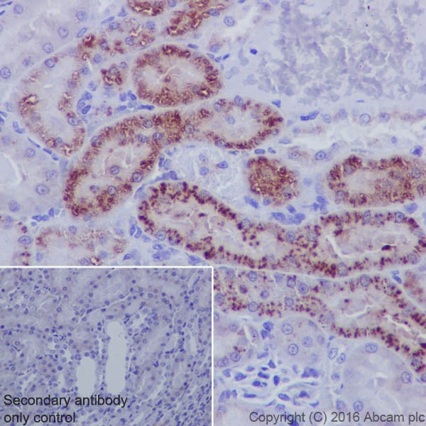 Immunohistochemistry (Formalin/PFA-fixed paraffin-embedded sections) - Anti-Niemann Pick C2 antibody [EPR19993] - Low endotoxin, Azide free (AB223550), expandable thumbnail