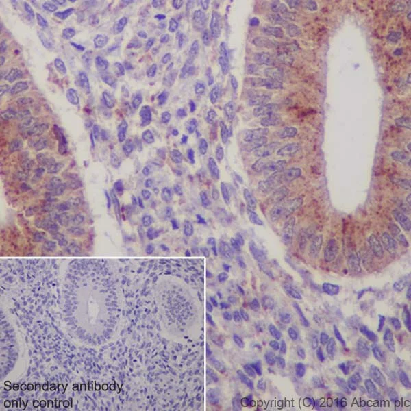 Immunohistochemistry (Formalin/PFA-fixed paraffin-embedded sections) - Anti-Niemann Pick C2 antibody [EPR19993] - Low endotoxin, Azide free (AB223550)