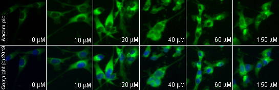 Functional Studies - Nifedipine, L-type Ca2+ channel blocker (AB120135), expandable thumbnail