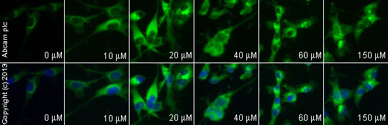 Functional Studies - Nifedipine, L-type Ca2+ channel blocker (AB120135)