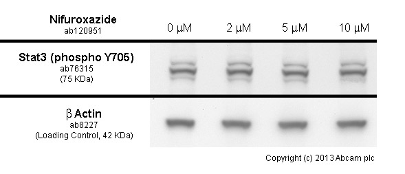 Functional Studies - Nifuroxazide, JAK/STAT signaling inhibitor (AB120951), expandable thumbnail