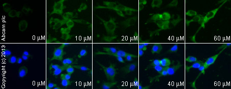 Functional Studies - Nimodipine, L-type Ca2+ channel blocker (AB120138), expandable thumbnail