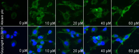 Functional Studies - Nimodipine, L-type Ca2+ channel blocker (AB120138)