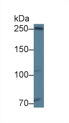 Western blot - Anti-Ninein/NIN antibody (ab231181), expandable thumbnail