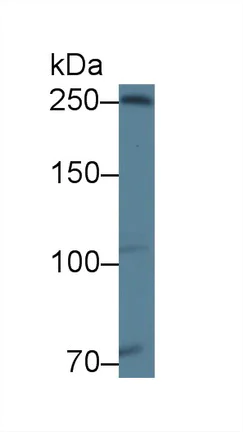 Western blot - Anti-Ninein/NIN antibody (AB231181)