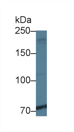 Western blot - Anti-Ninein/NIN antibody (AB231181), expandable thumbnail