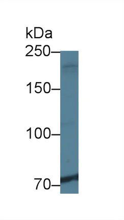 Western blot - Anti-Ninein/NIN antibody (AB231181)