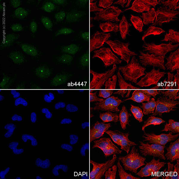 Immunocytochemistry/ Immunofluorescence - Anti-Ninein/NIN antibody - Centrosome Marker (AB4447), expandable thumbnail