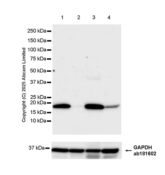 Western blot - Anti-Ninjurin -1 antibody [EPR30446-757] - BSA and Azide free (AB326606)