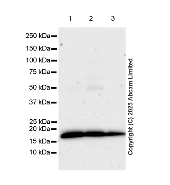 Western blot - Anti-Ninjurin -1 antibody [EPR30446-757] - BSA and Azide free (AB326606)