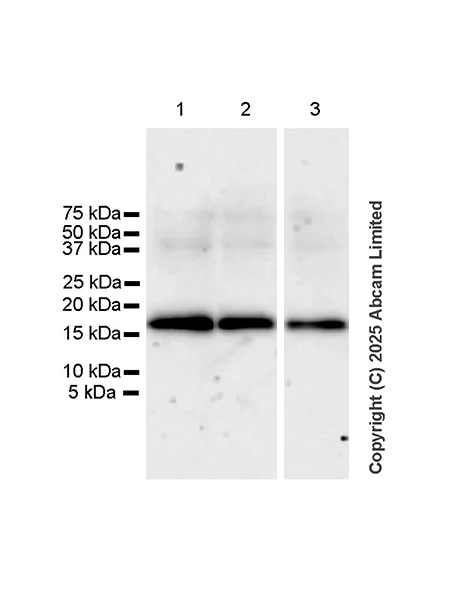 Western blot - Anti-Ninjurin -1 antibody [EPR30446-757] - BSA and Azide free (AB326606)