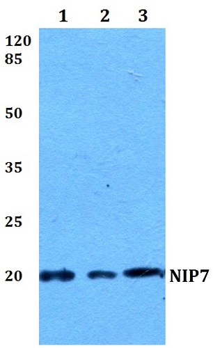 Western blot - Anti-NIP7 antibody (AB191495)