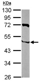 Western blot - Anti-NIPA antibody (AB154553), expandable thumbnail