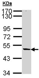 Western blot - Anti-NIPA antibody (AB154553), expandable thumbnail