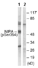 Western blot - Anti-NIPA (phospho S354) antibody (AB63557)