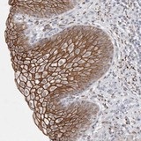 Immunohistochemistry (Formalin/PFA-fixed paraffin-embedded sections) - Anti-NIPA1 antibody (AB121744)