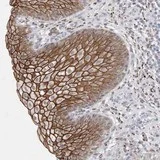 Immunohistochemistry (Formalin/PFA-fixed paraffin-embedded sections) - Anti-NIPA1 antibody (AB121744)