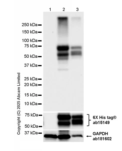 Western blot - Anti-Nipah Virus Glycoprotein F antibody [CG11] (AB325231)