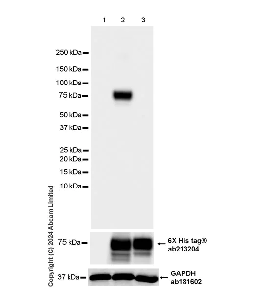 Western blot - Anti-Nipah virus Glycoprotein G antibody [EPR29883-707] - BSA and Azide free (AB324778)